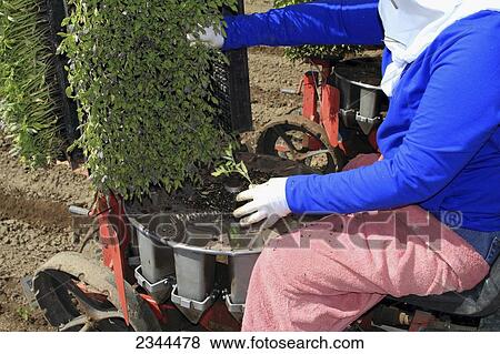 Agriculture - Closeup of a field crew transplanting processing tomato seedlings / California, USA. View Large Photo Image Stock Photo - Agriculture - Closeup of a field crew transplanting processing tomato seedlings / California, USA.. Fotosearch