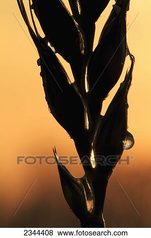Stock Photo - Agriculture - Closeup of a head of wheat with dew drops backlit by the sunrise / near Woodland, California, USA.. Fotosearch