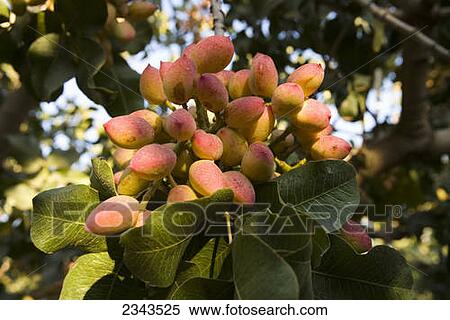 Agriculture - Closeup of a healthy cluster of harvest ready pistachios in late afternoon light / near Delano, San Joaquin Valley, California, USA. View Large Photo Image Stock Photography - Agriculture - Closeup of a healthy cluster of harvest ready pistachios in late afternoon light / near Delano, San Joaquin Valley, California, USA.. Fotosearch