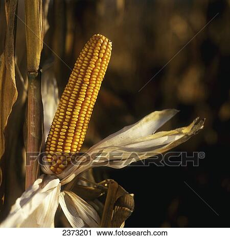 Agriculture - Closeup of a mature ear of grain corn on the stalk, ready for harvest / Ontario, Canada. View Large Photo Image Stock Image - Agriculture - Closeup of a mature ear of grain corn on the stalk, ready for harvest / Ontario, Canada.. Fotosearch