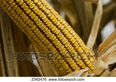 Stock Photograph - Agriculture - Closeup of a mature ear of grain corn at harvest stage. The husk has been pulled back to reveal the kernels / Arkansas, USA.. Fotosearch
