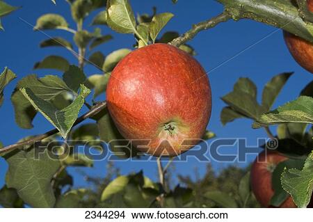 Agriculture - Closeup of a mature, harvest ready Jonagold apple on the tree / Fortuna, California, USA. View Large Photo Image Picture - Agriculture - Closeup of a mature, harvest ready Jonagold apple on the tree / Fortuna, California, USA.. Fotosearch