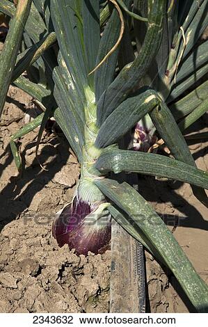 Stock Image - Agriculture - Closeup of a mature harvest ready red onion in the field / Salinas Valley, California, USA.. Fotosearch