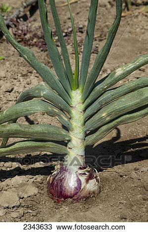 Agriculture - Closeup of a mature harvest ready red onion in the field / Salinas Valley, California, USA. View Large Photo Image Stock Image - Agriculture - Closeup of a mature harvest ready red onion in the field / Salinas Valley, California, USA.. Fotosearch
