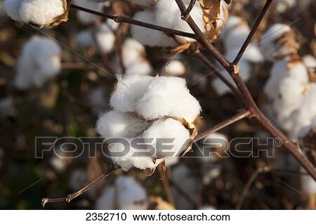 Stock Image - Agriculture - Closeup of a mature high-yield open cotton boll at harvest stage / Arkansas, USA.. Fotosearch