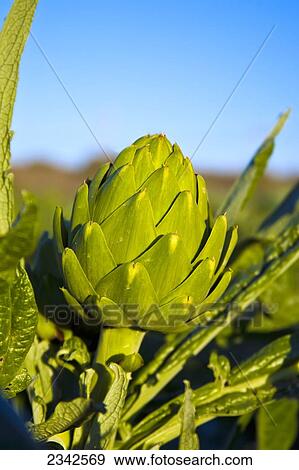 Agriculture - Closeup of a mature artichoke on the plant / Castroville, California, USA. View Large Photo Image Stock Photo - Agriculture - Closeup of a mature artichoke on the plant / Castroville, California, USA.. Fotosearch