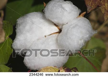 Agriculture - Closeup of a mature 4-lock cotton boll / Northern California, USA. View Large Photo Image Stock Photograph - Agriculture - Closeup of a mature 4-lock cotton boll / Northern California, USA.. Fotosearch