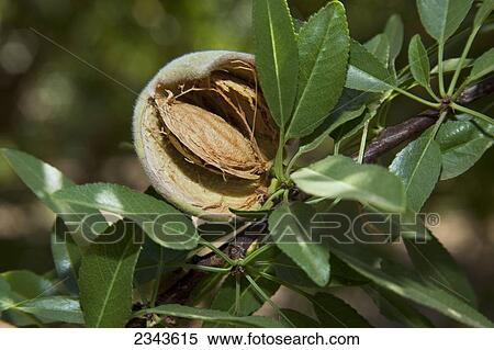 Agriculture - Closeup of a mature almond on the tree, still in the husk and ready to be shaken from the tree and harvested / near Newman, California, USA. View Large Photo Image Stock Photography - Agriculture - Closeup of a mature almond on the tree, still in the husk and ready to be shaken from the tree and harvested / near Newman, California, USA.. Fotosearch