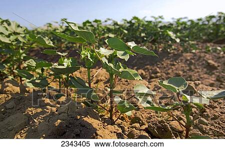 Stock Photography - Agriculture - Closeup of a stand of early growth cotton plants in late Spring / Woodlake, California, USA.. Fotosearch