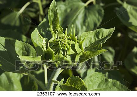 Stock Photo - Agriculture - Closeup of a sunflower bud shortly before the flower opens / Southeast Kansas, USA.. Fotosearch