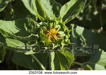 Agriculture - Closeup of a sunflower bud shortly after the flower has begun to open / Southeast Kansas, USA. View Large Photo Image Stock Photo - Agriculture - Closeup of a sunflower bud shortly after the flower has begun to open / Southeast Kansas, USA.. Fotosearch
