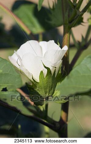 Stock Image - Agriculture - Closeup of a white cotton blossom / Childress, Texas, USA.. Fotosearch