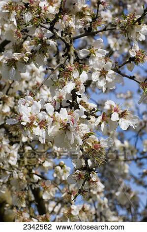 Agriculture - Closeup of almond blossoms at full bloom, petal fall stage / near Ripon, California, USA. View Large Photo Image Stock Image - Agriculture - Closeup of almond blossoms at full bloom, petal fall stage / near Ripon, California, USA.. Fotosearch