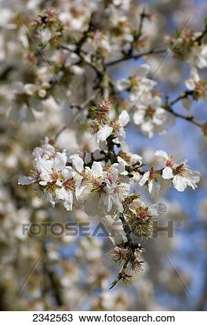 Stock Image - Agriculture - Closeup of almond blossoms at full bloom, petal fall stage / near Ripon, California, USA.. Fotosearch