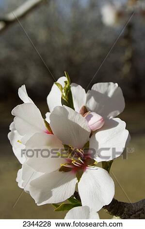 Agriculture - Closeup of almond blossoms in full bloom in late Winter / Glenn County, California, USA. View Large Photo Image Stock Photo - Agriculture - Closeup of almond blossoms in full bloom in late Winter / Glenn County, California, USA.. Fotosearch