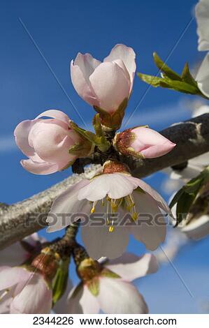 Agriculture - Closeup of almond blossoms in full bloom in late Winter / Glenn County, California, USA. View Large Photo Image Stock Photograph - Agriculture - Closeup of almond blossoms in full bloom in late Winter / Glenn County, California, USA.. Fotosearch