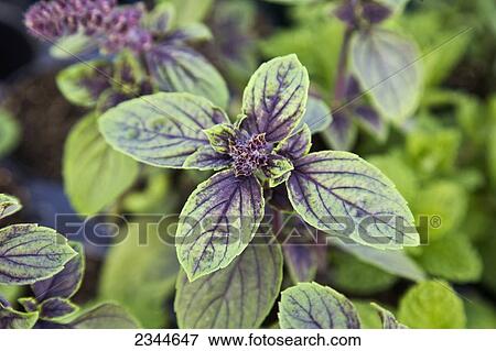 Agriculture - Closeup of an African Blue Basil plant in a greenhouse at a local family produce farm / Little Compton, Rhode Island, USA. View Large Photo Image Stock Photo - Agriculture - Closeup of an African Blue Basil plant in a greenhouse at a local family produce farm / Little Compton, Rhode Island, USA.. Fotosearch