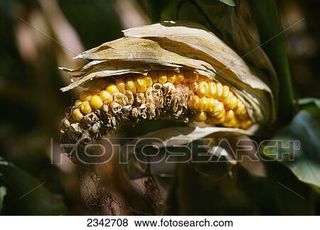Agriculture - Closeup of an ear of distressed and dying mid growth grain corn caused by excessive drought conditions / Kent County, Delaware, USA. View Large Photo Image Stock Photo - Agriculture - Closeup of an ear of distressed and dying mid growth grain corn caused by excessive drought conditions / Kent County, Delaware, USA.. Fotosearch