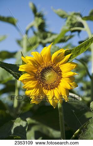 Agriculture - Closeup of an open sunflower / Southeast Kansas, USA. View Large Photo Image Stock Photo - Agriculture - Closeup of an open sunflower / Southeast Kansas, USA.. Fotosearch