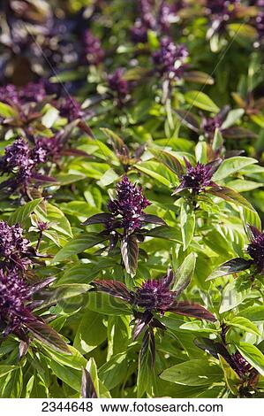 Agriculture - Closeup of an Thai Basil plants growing in the field at a local family produce farm / Little Compton, Rhode Island, USA. View Large Photo Image Stock Photo - Agriculture - Closeup of an Thai Basil plants growing in the field at a local family produce farm / Little Compton, Rhode Island, USA.. Fotosearch