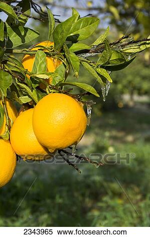 Agriculture - Closeup of Clementines on the tree with a coating of ice from irrigation to protect the fruit from freeze damage / near Orland, Glenn County, Northern California, USA. View Large Photo Image Stock Photography - Agriculture - Closeup of Clementines on the tree with a coating of ice from irrigation to protect the fruit from freeze damage / near Orland, Glenn County, Northern California, USA.. Fotosearch