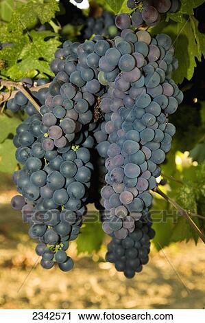 Agriculture - Closeup of clusters of maturing Zinfandel wine grapes on the vine / near Lodi, California, USA. View Large Photo Image Stock Image - Agriculture - Closeup of clusters of maturing Zinfandel wine grapes on the vine / near Lodi, California, USA.. Fotosearch
