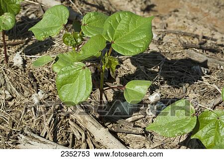 Stock Image - Agriculture - Closeup of cotton seedlings at the 6 leaf stage, planted no-till in residue of the previous years corn crop / Arkansas, USA.. Fotosearch