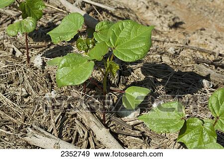 Stock Photo - Agriculture - Closeup of cotton seedlings at the 6 leaf stage, planted no-till in residue of the previous years corn crop / Arkansas, USA.. Fotosearch