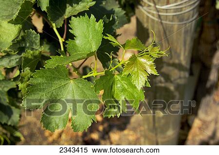 Agriculture - Closeup of early summer foliage in an Autumn Royal table grape vineyard / Tulare County, California, USA. View Large Photo Image Stock Photography - Agriculture - Closeup of early summer foliage in an Autumn Royal table grape vineyard / Tulare County, California, USA.. Fotosearch