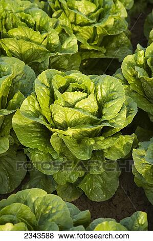 Stock Photo - Agriculture - Closeup of heads of healthy mature Romaine lettuce showing very even growth regulation / near Five Points, San Joaquin Valley, California, USA.. Fotosearch