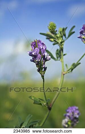Agriculture - Closeup of healthy mature alfalfa foliage and flower in mid spring / near Orland, Glenn County, Northern California, USA. View Large Photo Image Stock Photography - Agriculture - Closeup of healthy mature alfalfa foliage and flower in mid spring / near Orland, Glenn County, Northern California, USA.. Fotosearch
