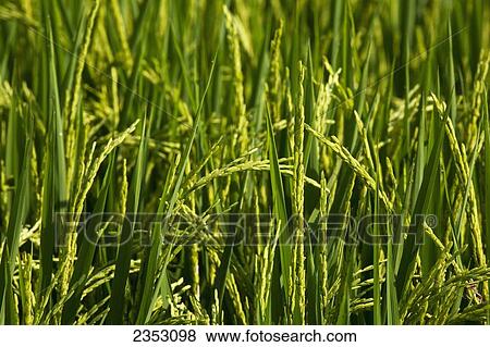 Agriculture - Closeup of immature green rice heads / near England, Arkansas, USA. View Large Photo Image Stock Photo - Agriculture - Closeup of immature green rice heads / near England, Arkansas, USA.. Fotosearch