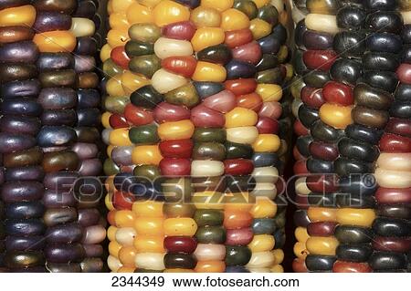 Agriculture - Closeup of mature ears of Indian corn / California, USA. View Large Photo Image Stock Photo - Agriculture - Closeup of mature ears of Indian corn / California, USA.. Fotosearch