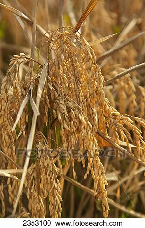 Stock Image - Agriculture - Closeup of mature harvest stage rice heads / Northeast Arkansas, USA.. Fotosearch