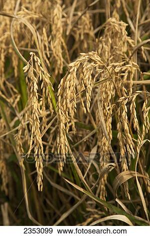 Agriculture - Closeup of mature harvest stage rice heads / Northeast Arkansas, USA. View Large Photo Image Stock Photo - Agriculture - Closeup of mature harvest stage rice heads / Northeast Arkansas, USA.. Fotosearch