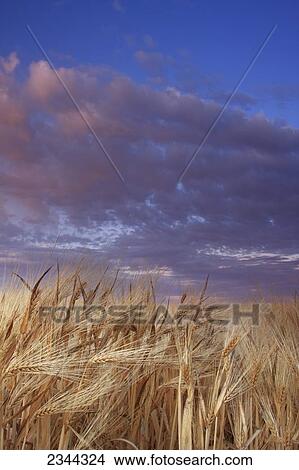 Agriculture - Closeup of mature heads of barley at sunset with storm clouds above / California, USA. View Large Photo Image Picture - Agriculture - Closeup of mature heads of barley at sunset with storm clouds above / California, USA.. Fotosearch
