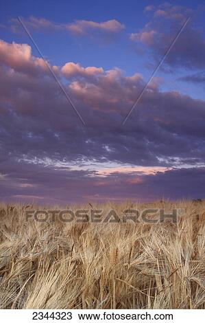 Agriculture - Closeup of mature heads of barley at sunset with storm clouds above / California, USA. View Large Photo Image Stock Image - Agriculture - Closeup of mature heads of barley at sunset with storm clouds above / California, USA.. Fotosearch
