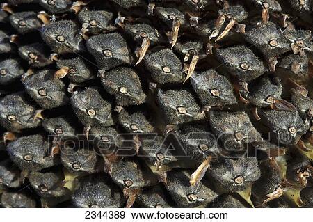 Stock Photo - Agriculture - Closeup of mature sunflower seeds still set in the flower head, ready for harvest / near Woodland, Yolo County, California, USA.. Fotosearch