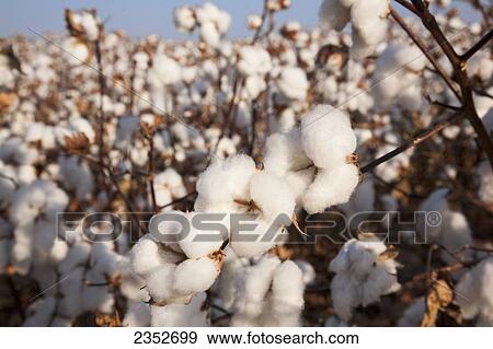 Agriculture - Closeup of mature high-yield open cotton bolls at harvest stage / Arkansas, USA. View Large Photo Image Stock Photo - Agriculture - Closeup of mature high-yield open cotton bolls at harvest stage / Arkansas, USA.. Fotosearch