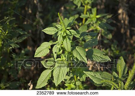 Stock Photo - Agriculture - Closeup of mature Glyphosate-resistant Palmer pigweed (Amaranthus palmeri) aka. Palmer Amaranth, Carlessweed, in a field of low yield soybeans / near England, Arkansas, USA.. Fotosearch