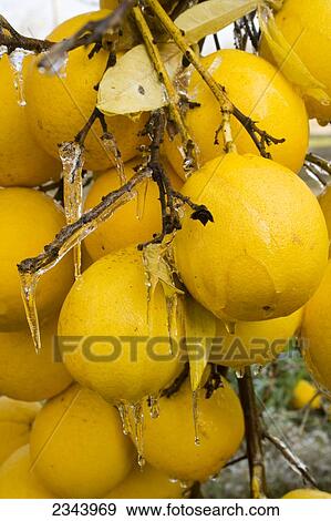 Agriculture - Closeup of Meyer lemons on the tree with a coating of ice from irrigation to protect the fruit from freeze damage / near Orland, Glenn County, Northern California, USA. View Large Photo Image Stock Photo - Agriculture - Closeup of Meyer lemons on the tree with a coating of ice from irrigation to protect the fruit from freeze damage / near Orland, Glenn County, Northern California, USA.. Fotosearch