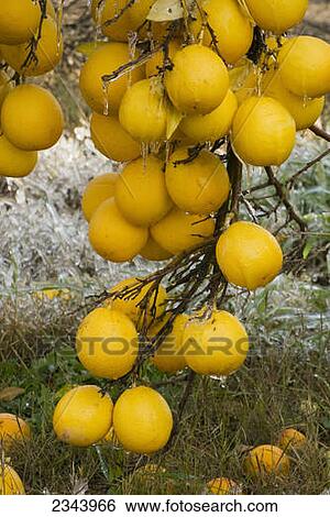 Stock Photograph - Agriculture - Closeup of Meyer lemons on the tree with a coating of ice from irrigation to protect the fruit from freeze damage / near Orland, Glenn County, Northern California, USA.. Fotosearch
