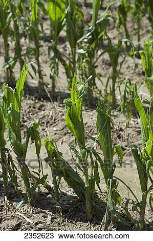 Agriculture - Closeup of mid growth grain corn plants completely destroyed by a severe hailstorm / near England, Arkansas, USA. View Large Photo Image Stock Image - Agriculture - Closeup of mid growth grain corn plants completely destroyed by a severe hailstorm / near England, Arkansas, USA.. Fotosearch