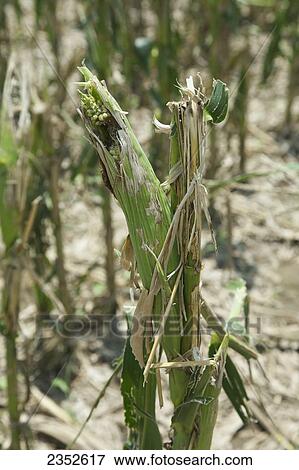 Stock Photo - Agriculture - Closeup of mid growth grain corn plants completely destroyed by a severe mid Summer hailstorm / near England, Arkansas, USA.. Fotosearch