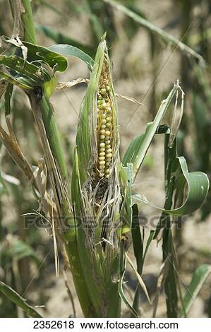 Agriculture - Closeup of mid growth grain corn plants completely destroyed by a severe mid Summer hailstorm / near England, Arkansas, USA. View Large Photo Image Stock Photo - Agriculture - Closeup of mid growth grain corn plants completely destroyed by a severe mid Summer hailstorm / near England, Arkansas, USA.. Fotosearch