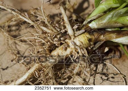Agriculture - Closeup of nodules of nitrogen-fixing Rhizobia bacteria on the roots of forage legumes / Arkansas, USA. View Large Photo Image Stock Image - Agriculture - Closeup of nodules of nitrogen-fixing Rhizobia bacteria on the roots of forage legumes / Arkansas, USA.. Fotosearch