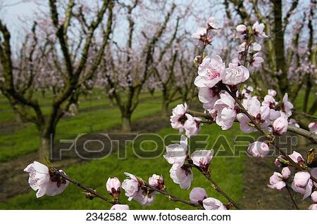 Stock Image - Agriculture - Closeup of peach blossoms with the orchard in the background / Near Modesto, California, USA.. Fotosearch