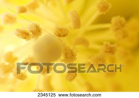 Stock Photography - Agriculture - Closeup of the center of a cotton blossom / Childress, Texas, USA.. Fotosearch