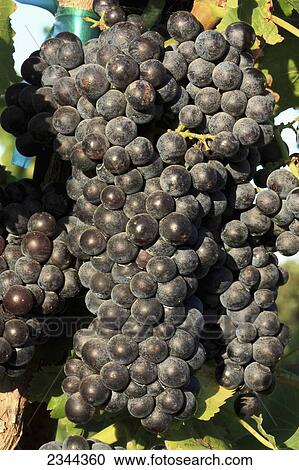 Agriculture - Cluster of mature red wine grapes on the vine / near Woodland, California, USA. View Large Photo Image Stock Image - Agriculture - Cluster of mature red wine grapes on the vine / near Woodland, California, USA.. Fotosearch