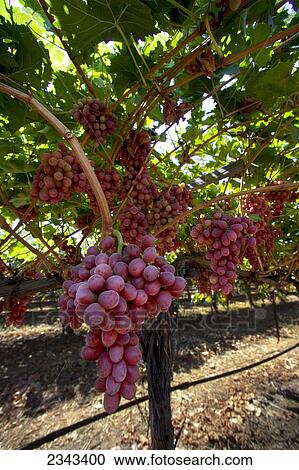 Stock Image - Agriculture - Clusters of mature, harvest ready, Crimson Seedless table grapes hang from the vines in late summer / Tulare County, California, USA.. Fotosearch
